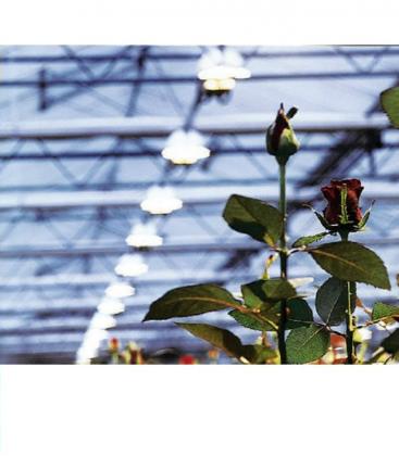 Plantastar 600W E40 Grolux Lámpara para plantas 1391-16674