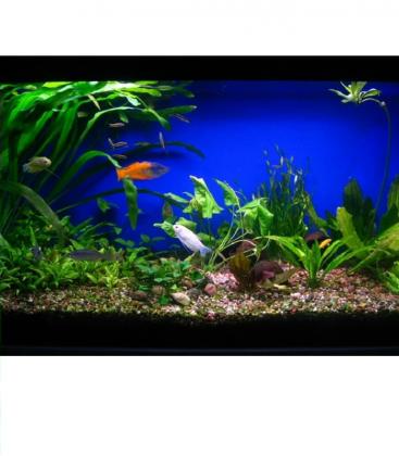 Aquastar T5 FHO39W 10000K G5 Glühbirne 8691-18447