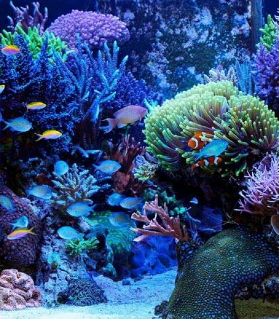 Coralstar T5 FHO24W G5 Coral Aquarium Light – photo