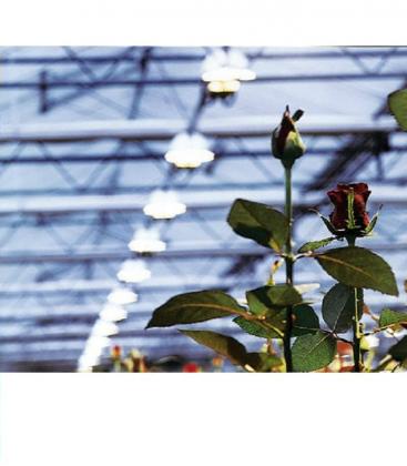 Professional Plant Growing DIY Kit - HPS NAV 70W 10081-19201