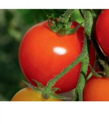 Kit d'éclairage professionnel pour la culture de plantes - HPS NAV 70W 10081-19202