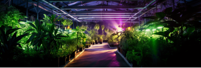 Professional Plant Growing DIY Lighting Kits | Indoor Setup