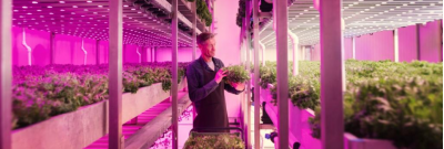 Lámparas para plantas, acuarios y terrarios: Mejorar el crecimiento y la salud